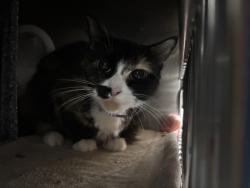 Shelter Stray Female Cat last seen Near Snyder Avenue, BROOKLYN, NY, 11226, 326 E 110th St, New York, NY 10029, USA