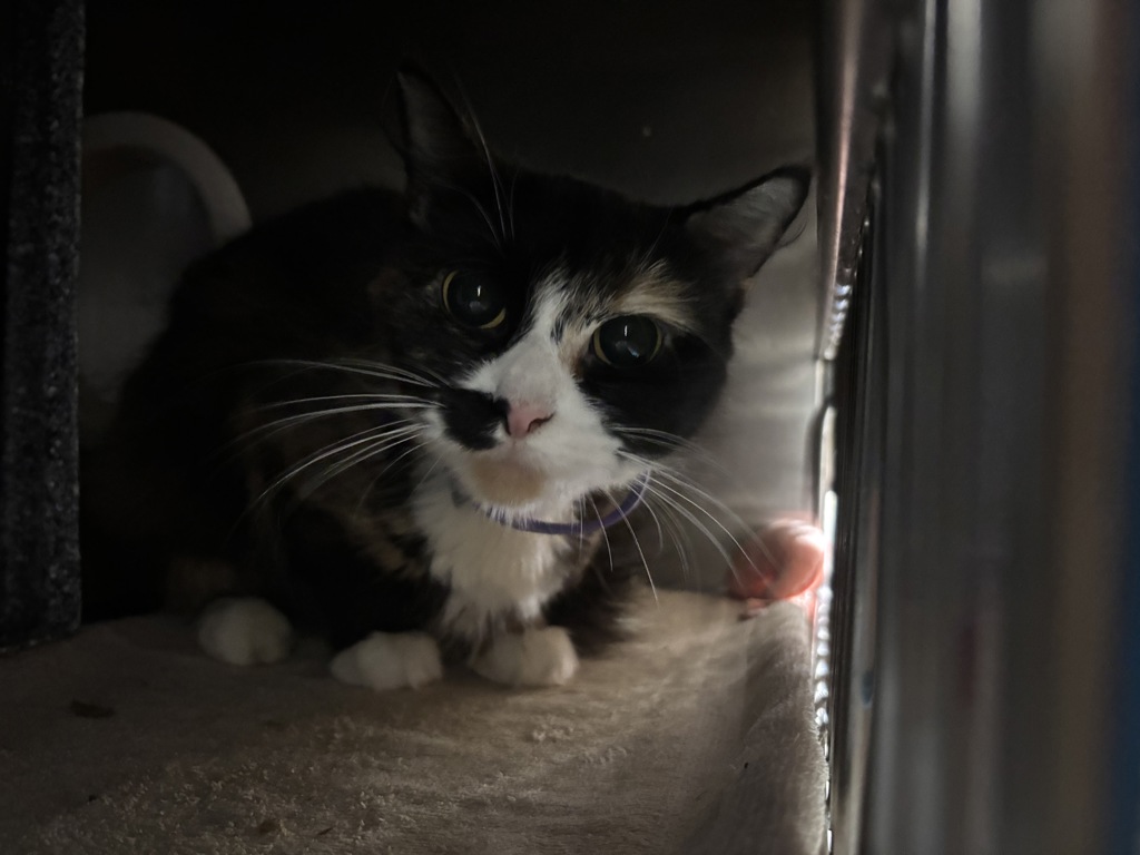 Shelter Stray Female Cat last seen Near Snyder Avenue, BROOKLYN, NY, 11226, 326 E 110th St, New York, NY 10029, USA