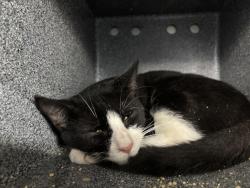 Shelter Stray Unknown Cat last seen Near Cromwell, BRONX, NY, 10452, 326 E 110th St, New York, NY 10029, USA