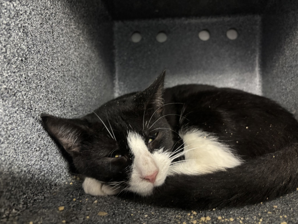 Shelter Stray Unknown Cat last seen Near Cromwell, BRONX, NY, 10452, 326 E 110th St, New York, NY 10029, USA