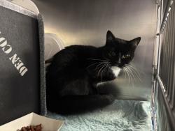 Shelter Stray Unknown Cat last seen Apt 2R,658 E 227th Street, BRONX, NY, 10466, 326 E 110th St, New York, NY 10029, USA