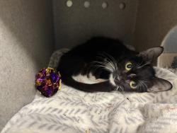 Shelter Stray Female Cat last seen Cruger Avenue, BRONX, NY, 10462, 326 E 110th St, New York, NY 10029, USA