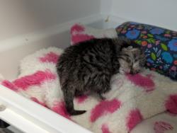 Shelter Stray Female Cat last seen Manhattanville Houses, NEW YORK, NY, 10027, 326 E 110th St, New York, NY 10029, USA