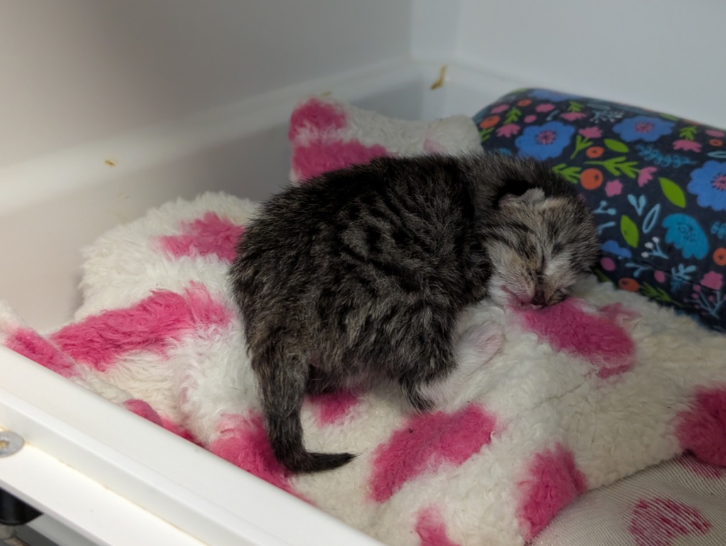Shelter Stray Female Cat last seen Manhattanville Houses, NEW YORK, NY, 10027, 326 E 110th St, New York, NY 10029, USA
