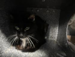 Shelter Stray Unknown Cat last seen E 183rd Street, BRONX, NY, 10468, 326 E 110th St, New York, NY 10029, USA