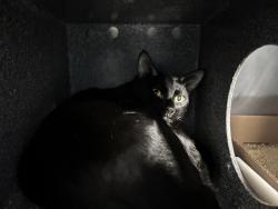 Shelter Stray Unknown Cat last seen Near Cromwell, BRONX, NY, 10452, 326 E 110th St, New York, NY 10029, USA