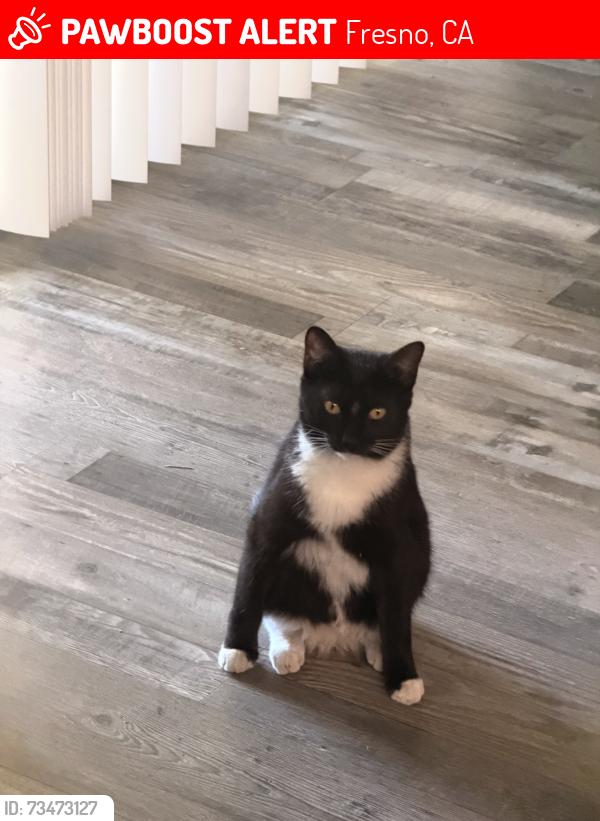 Lost Male Cat last seen N Shelly Ave & E Platt Ave, Fresno, CA 93727