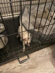 Found/Stray Female Dog last seen NE 19th and moore ave., Oklahoma City, OK 73141
