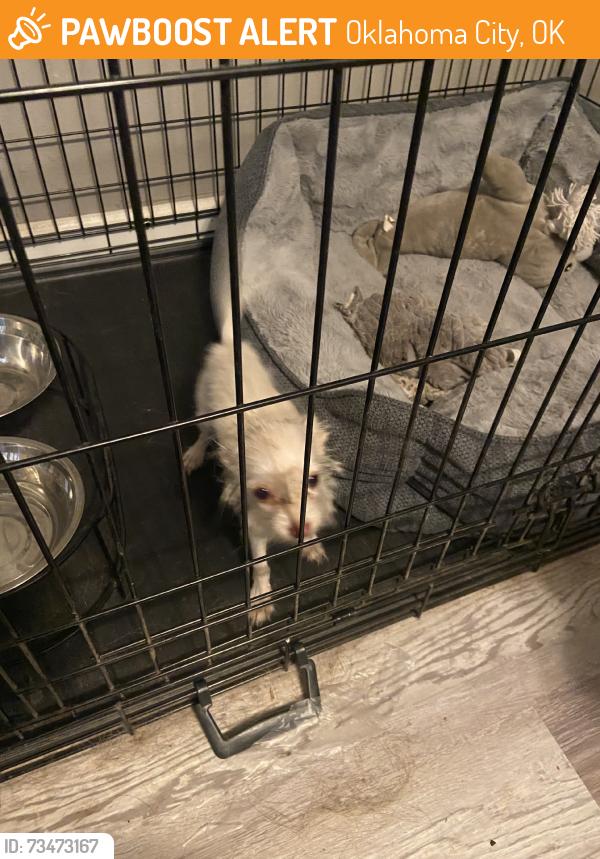 Found/Stray Female Dog last seen NE 19th and moore ave., Oklahoma City, OK 73141