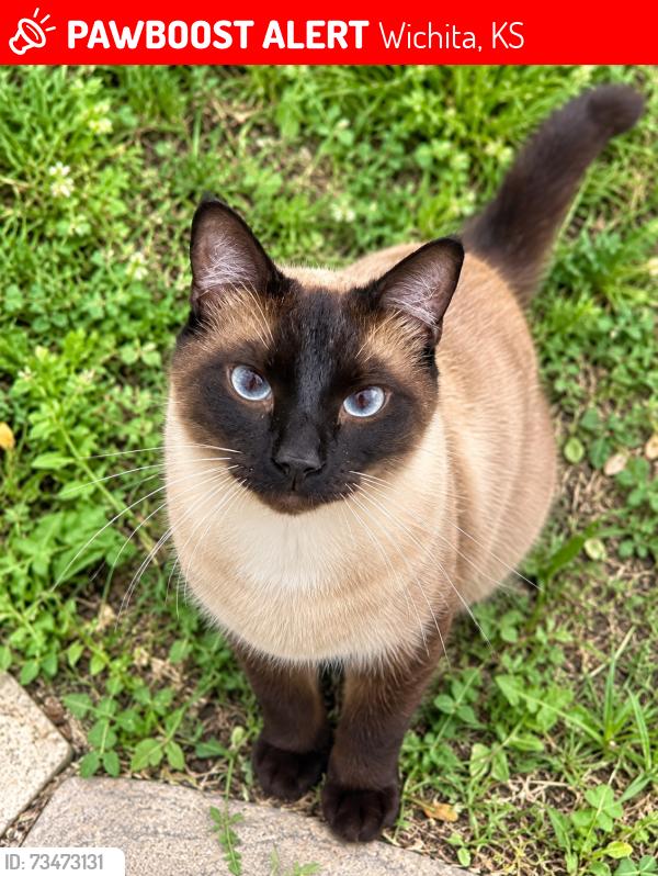 Lost Male Cat last seen Douglas and Grove, Wichita, KS 67211