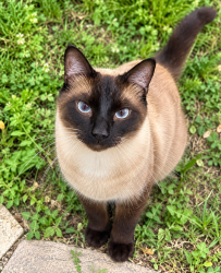 Lost Male Cat last seen Douglas and Grove, Wichita, KS 67211