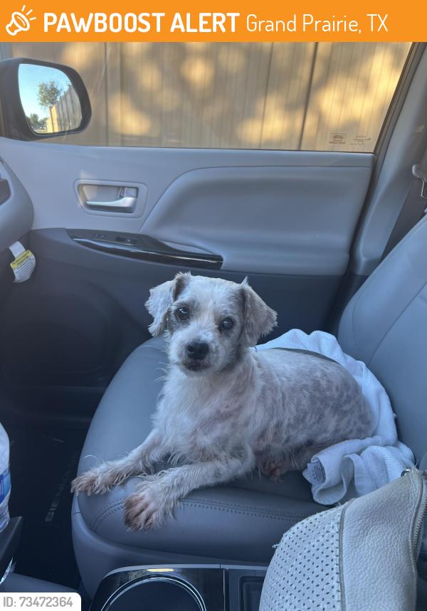 Found/Stray Female Dog last seen Farrell Elementary, Grand Prairie, TX 75052