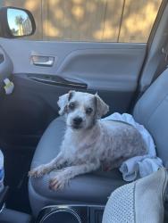 Found/Stray Female Dog last seen Farrell Elementary, Grand Prairie, TX 75052