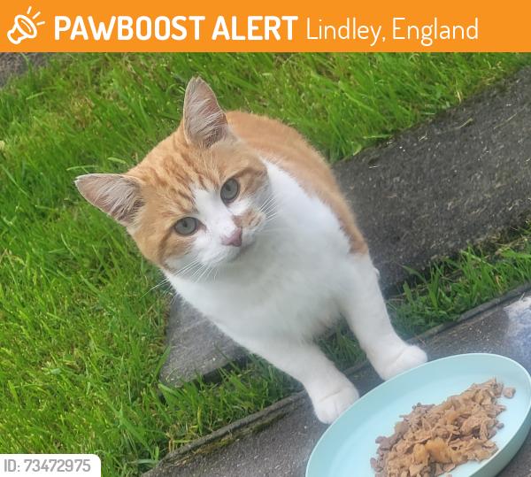 Found/Stray Male Cat last seen HD3 3LJ, Lindley, England 