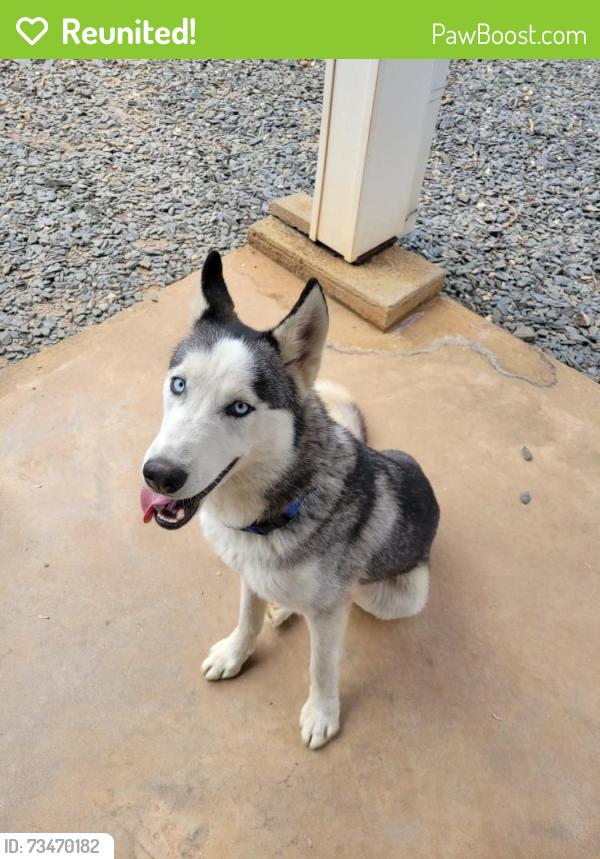 Reunited Male Dog last seen Parking lot behind Sake Roll and Grill, Chattanooga, TN 37411