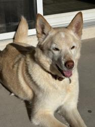 Lost Female Dog last seen West Riggs Road between AZ-347 and I10, Maricopa County, AZ 85226