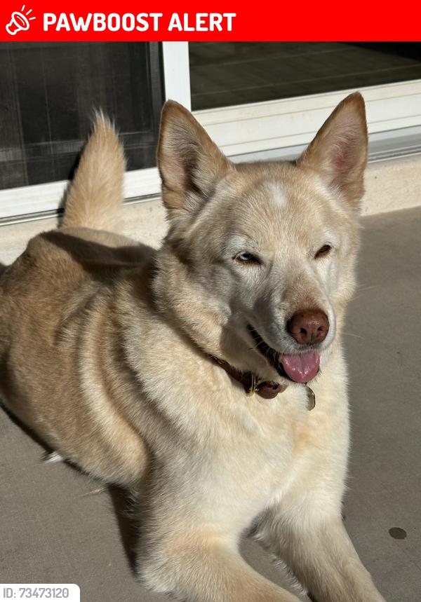 Lost Female Dog last seen West Riggs Road between AZ-347 and I10, Maricopa County, AZ 85226