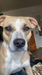Lost Female Dog last seen Pegasus, Rio Rancho, NM 87124