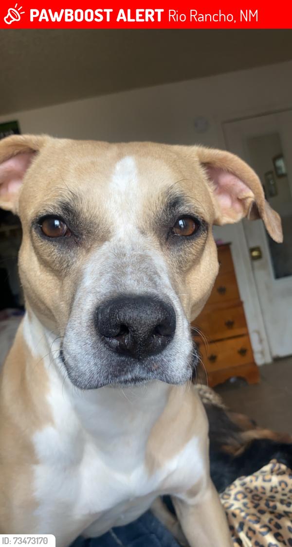 Lost Female Dog last seen Pegasus, Rio Rancho, NM 87124