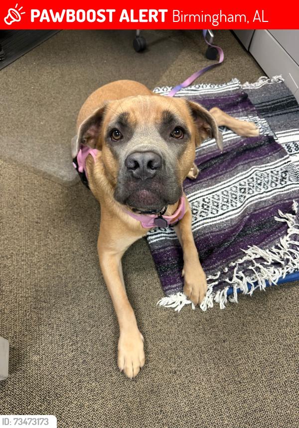 Lost Female Dog last seen 5th Ave north, Birmingham, AL 35203