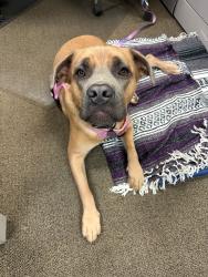 Lost Female Dog last seen 5th Ave north, Birmingham, AL 35203