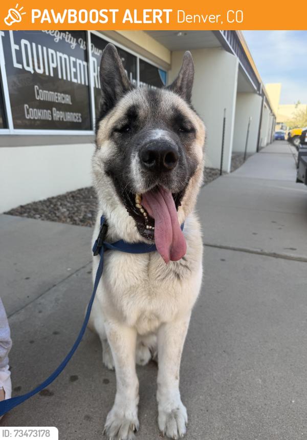 Found/Stray Male Dog last seen E 78th Ave and Washington, Denver, CO 80229