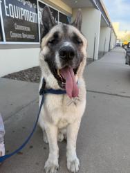 Found/Stray Male Dog last seen E 78th Ave and Washington, Denver, CO 80229