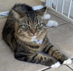 Reunited Female Cat last seen Cherry Grove, Great Glen, England 
