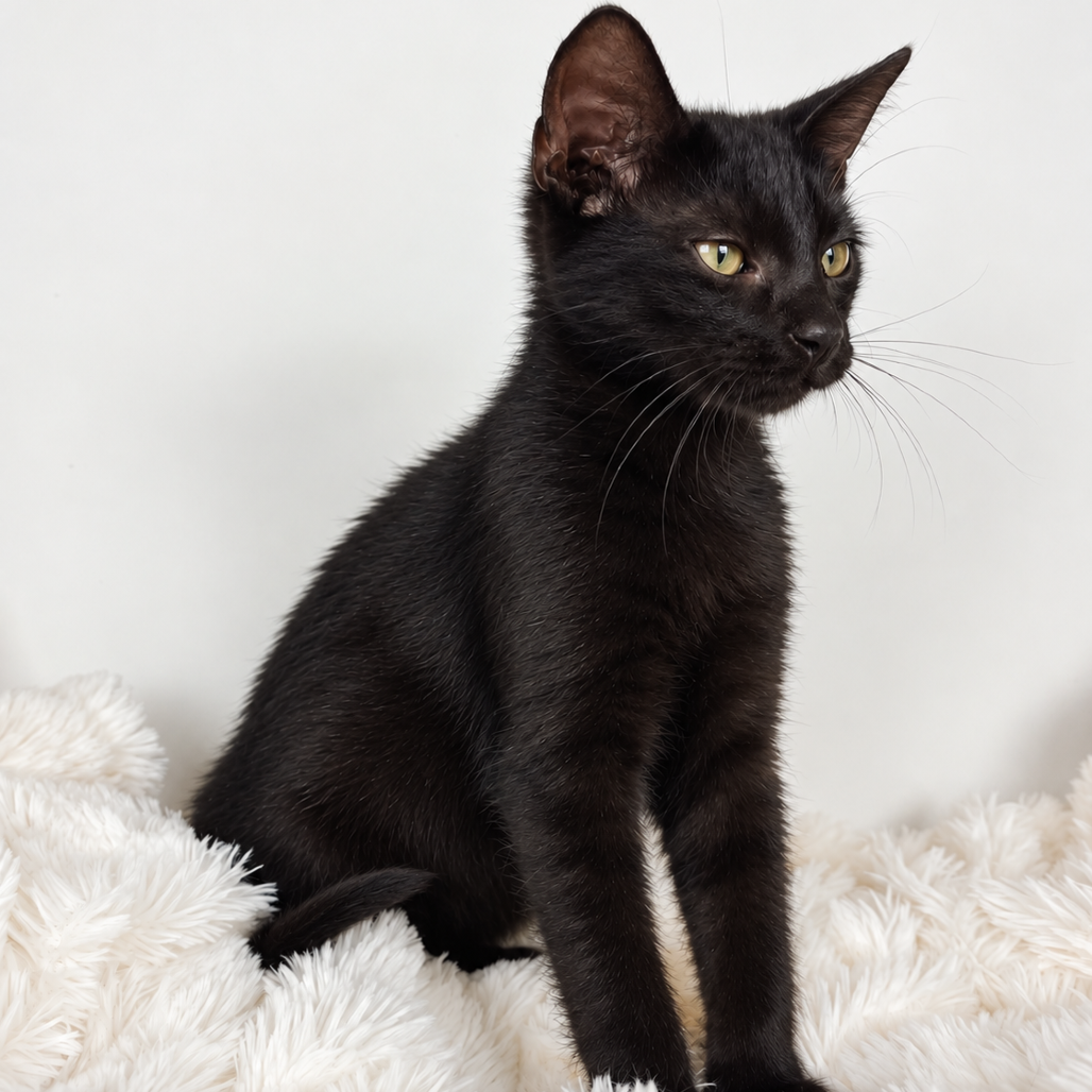 Shelter Stray Male Cat last seen , 8020 Washington St, Port Richey, FL 34668, USA