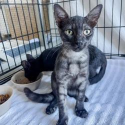Shelter Stray Male Cat last seen , 8020 Washington St, Port Richey, FL 34668, USA