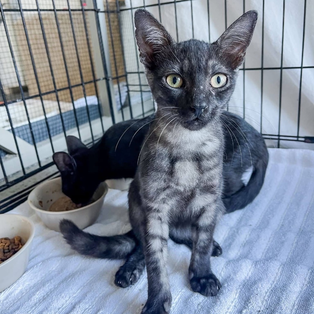 Shelter Stray Male Cat last seen , 8020 Washington St, Port Richey, FL 34668, USA