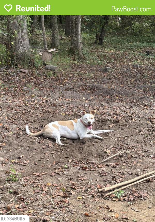 Reunited Female Dog last seen Depot St and Old Summerville Road, Armuchee, GA 30105