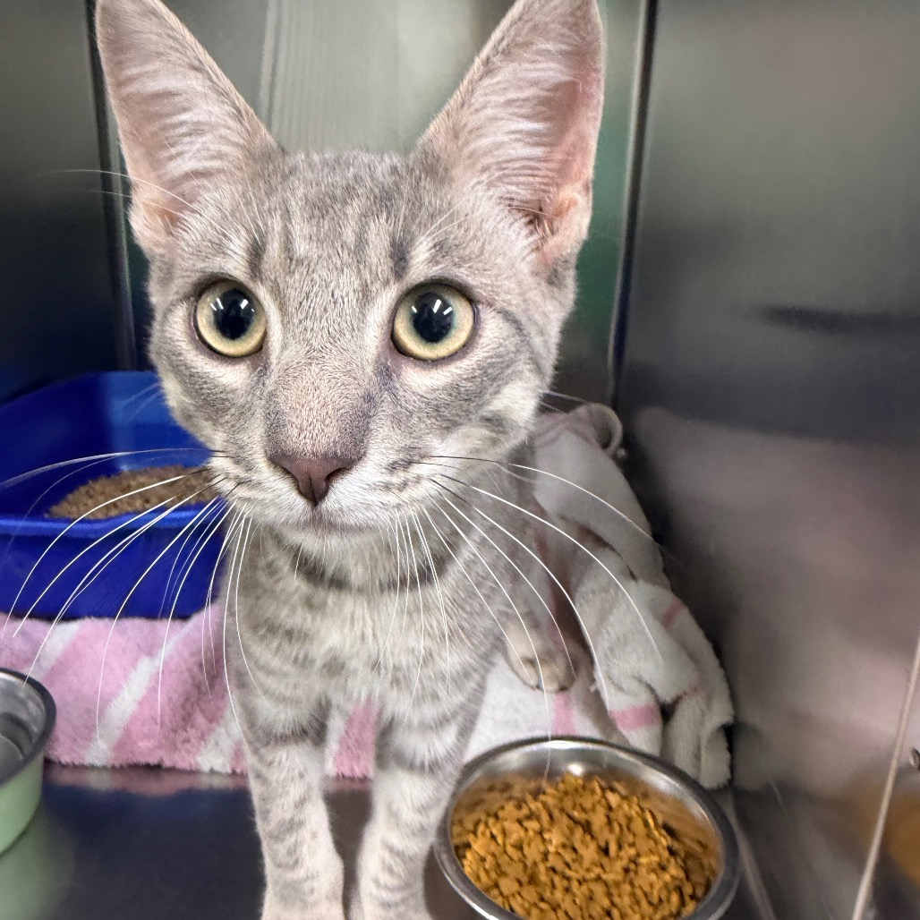 Shelter Stray Male Cat last seen , 2960 Shafto Rd, Tinton Falls, NJ 07753, USA