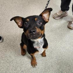 Shelter Stray Male Dog last seen , 8464 Beach Blvd, Jacksonville, FL 32216, USA