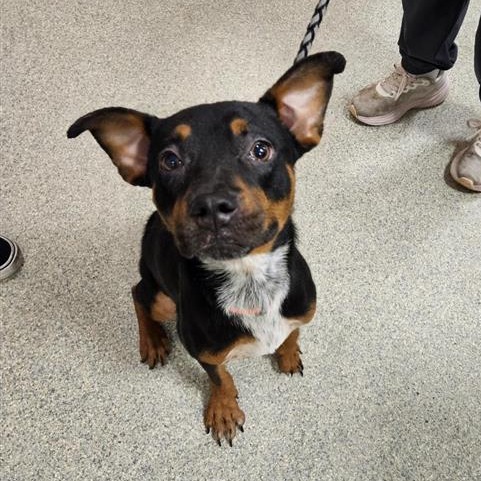 Shelter Stray Male Dog last seen , 8464 Beach Blvd, Jacksonville, FL 32216, USA