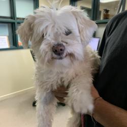 Shelter Stray Female Dog last seen , 361 S Raymond Ave, Pasadena, CA 91105, USA