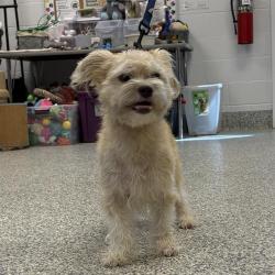 Shelter Stray Male Dog last seen , 244 Georgetown Rd, Jacksonville, NC 28540, USA