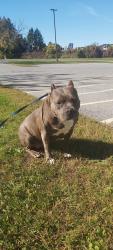 Found/Stray Female Dog last seen Iber Road between Hazeldean and Abbott, Ottawa, ON K2S 1E8