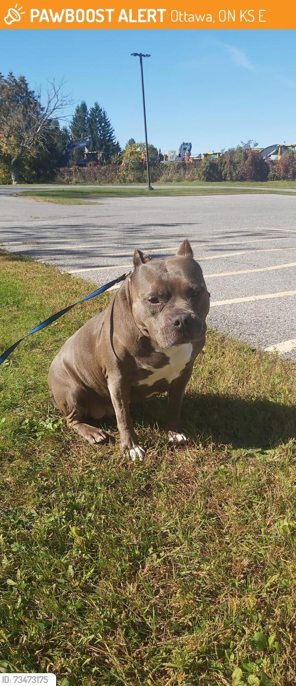 Found/Stray Female Dog last seen Iber Road between Hazeldean and Abbott, Ottawa, ON K2S 1E8