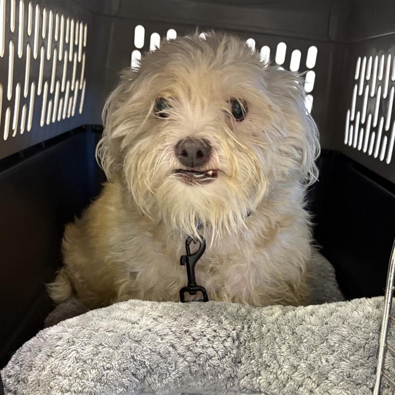 Shelter Stray Male Dog last seen , 244 Georgetown Rd, Jacksonville, NC 28540, USA