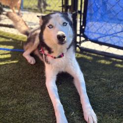 Shelter Stray Male Dog last seen , Animal Care & Control Team of Philly, 111 W Hunting Park Ave, Philadelphia, PA 19140, USA