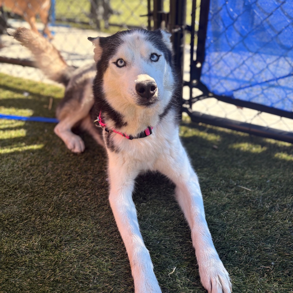Shelter Stray Male Dog last seen , Animal Care & Control Team of Philly, 111 W Hunting Park Ave, Philadelphia, PA 19140, USA