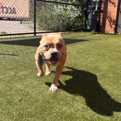 Shelter Stray Female Dog last seen , Animal Care & Control Team of Philly, 111 W Hunting Park Ave, Philadelphia, PA 19140, USA