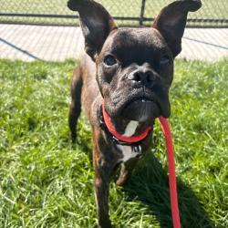 Shelter Stray Male Dog last seen , Animal Care & Control Team of Philly, 111 W Hunting Park Ave, Philadelphia, PA 19140, USA