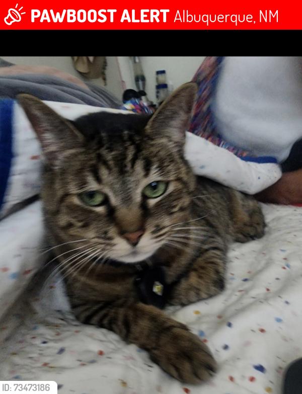 Lost Female Cat last seen San Pablo St SE, Albuquerque, NM 87108