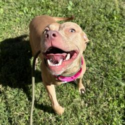 Shelter Stray Female Dog last seen , Animal Care & Control Team of Philly, 111 W Hunting Park Ave, Philadelphia, PA 19140, USA