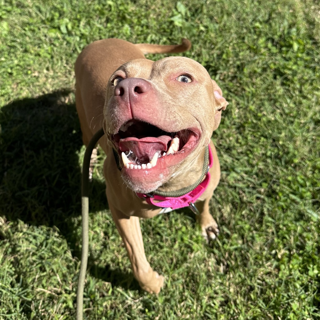 Shelter Stray Female Dog last seen , Animal Care & Control Team of Philly, 111 W Hunting Park Ave, Philadelphia, PA 19140, USA