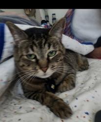 Lost Female Cat last seen San Pablo St SE, Albuquerque, NM 87108