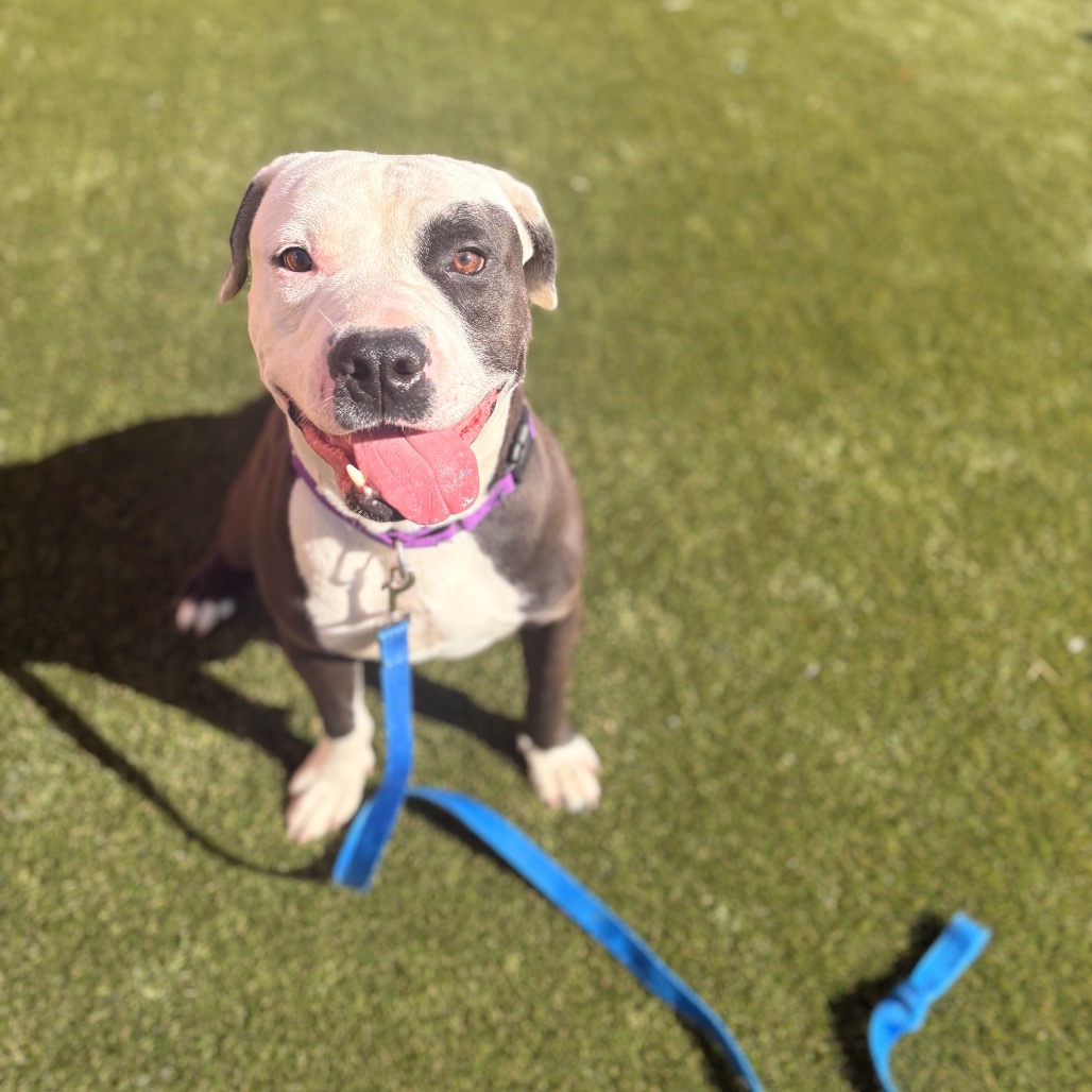 Shelter Stray Male Dog last seen , Animal Care & Control Team of Philly, 111 W Hunting Park Ave, Philadelphia, PA 19140, USA
