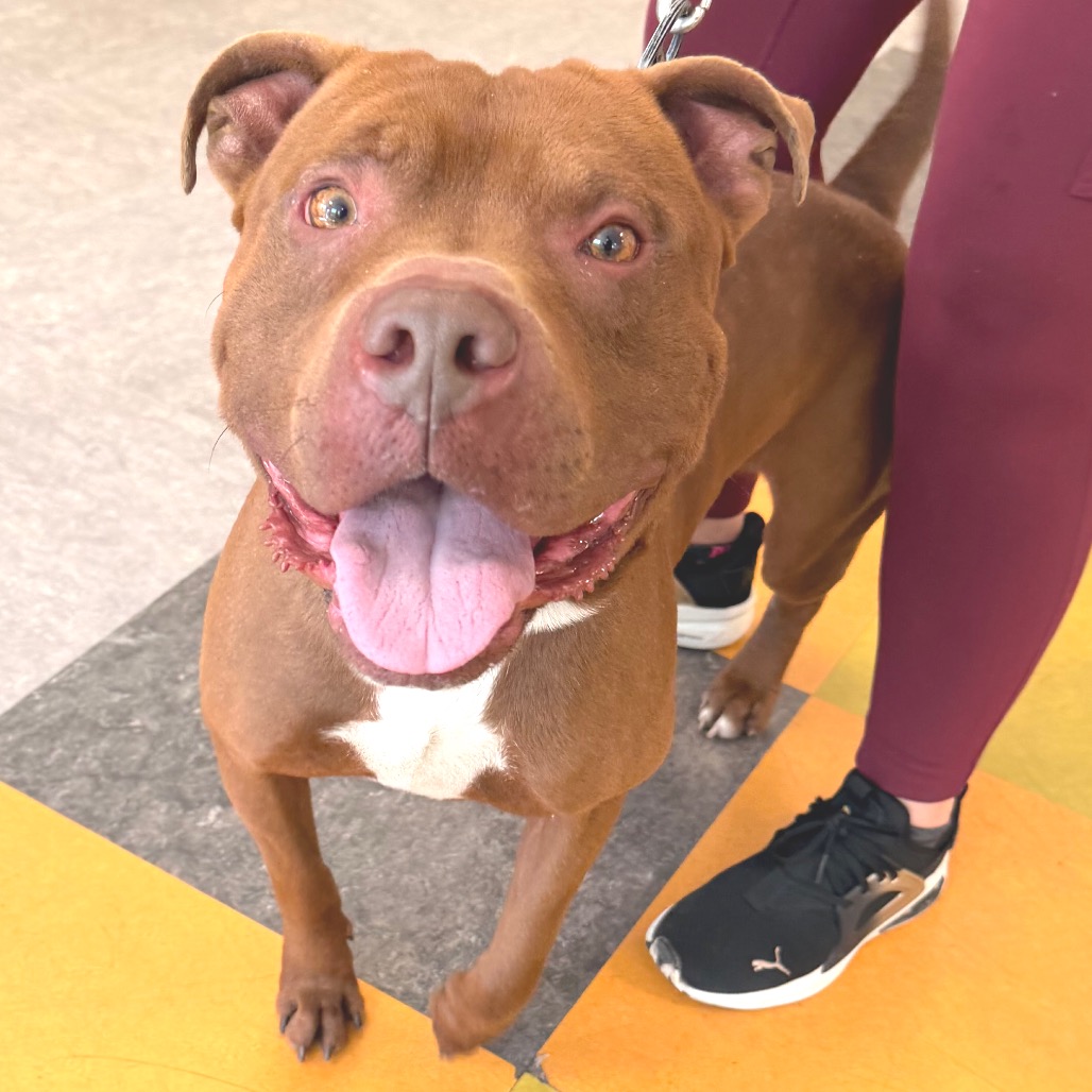 Shelter Stray Male Dog last seen , Animal Care & Control Team of Philly, 111 W Hunting Park Ave, Philadelphia, PA 19140, USA